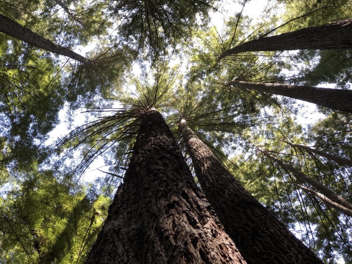 Our Philosophy Caplan Communications